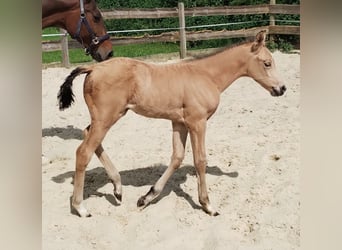 Duitse rijpony, Merrie, 1 Jaar, 155 cm, Buckskin