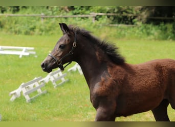 Duitse rijpony, Merrie, 1 Jaar, Brown Falb schimmel