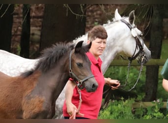 Duitse rijpony, Merrie, 1 Jaar, Brown Falb schimmel