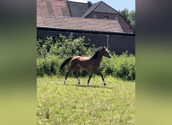 Duitse rijpony, Merrie, 1 Jaar, Bruin