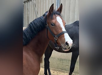 Duitse rijpony, Merrie, 1 Jaar, Bruin