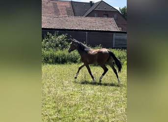 Duitse rijpony, Merrie, 1 Jaar, Bruin