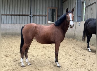 Duitse rijpony, Merrie, 1 Jaar, Bruin