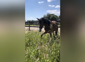 Duitse rijpony, Merrie, 1 Jaar, Bruin