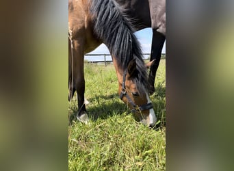 Duitse rijpony, Merrie, 1 Jaar, Bruin