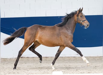 Duitse rijpony, Merrie, 1 Jaar, Bruin
