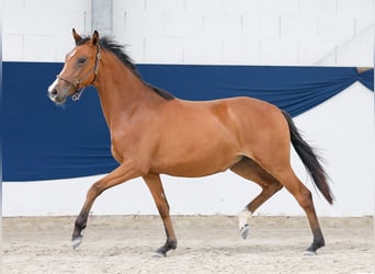 Duitse rijpony, Merrie, 1 Jaar, Bruin