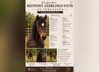 Duitse rijpony, Merrie, 1 Jaar, Bruin