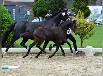 Duitse rijpony, Merrie, 1 Jaar, Buckskin