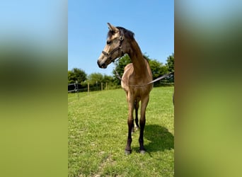 Duitse rijpony, Merrie, 1 Jaar, Buckskin