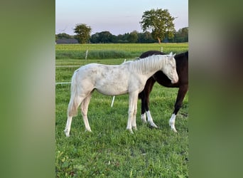 Duitse rijpony, Merrie, 1 Jaar, Cremello