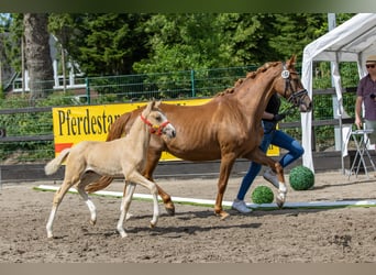 Duitse rijpony, Merrie, 1 Jaar, Palomino