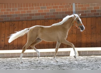 Duitse rijpony, Merrie, 1 Jaar, Palomino
