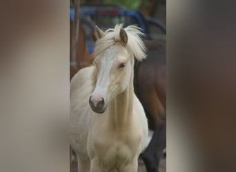 Duitse rijpony, Merrie, 1 Jaar, Palomino
