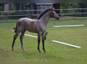 Duitse rijpony, Merrie, 1 Jaar, Schimmel