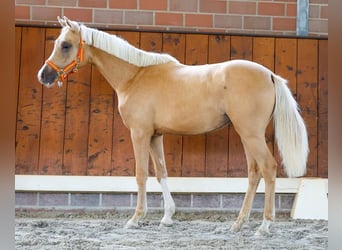 Duitse rijpony, Merrie, 1 Jaar, Vos