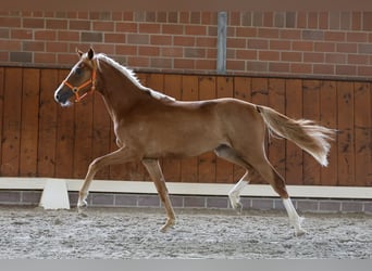 Duitse rijpony, Merrie, 1 Jaar, Vos
