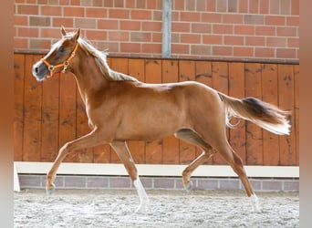 Duitse rijpony, Merrie, 1 Jaar, Vos