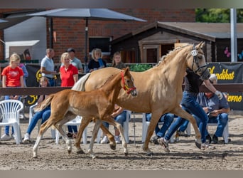 Duitse rijpony, Merrie, 1 Jaar, Vos