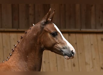 Duitse rijpony, Merrie, 1 Jaar, Vos