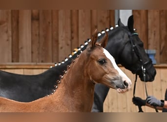 Duitse rijpony, Merrie, 1 Jaar, Vos