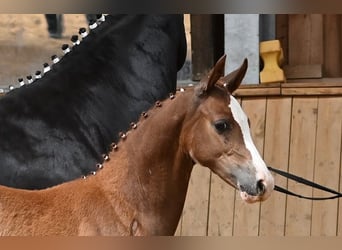 Duitse rijpony, Merrie, 1 Jaar, Vos
