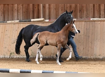 Duitse rijpony, Merrie, 1 Jaar, Vos