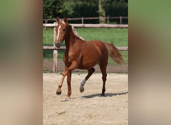 Duitse rijpony, Merrie, 1 Jaar, Vos