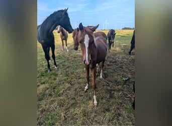 Duitse rijpony, Merrie, 1 Jaar, Vos