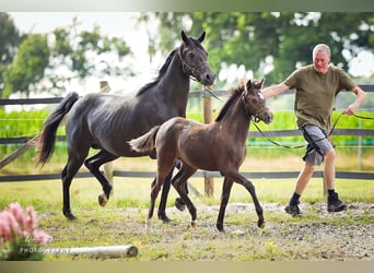 Duitse rijpony, Merrie, 1 Jaar, Zwart