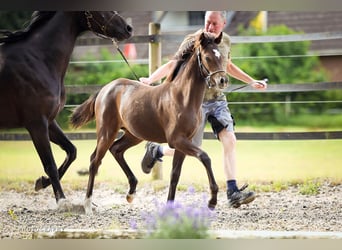 Duitse rijpony, Merrie, 1 Jaar, Zwart