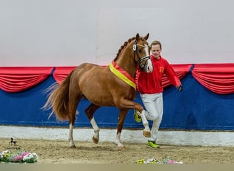 Duitse rijpony, Merrie, 20 Jaar, 142 cm, Donkerbruin