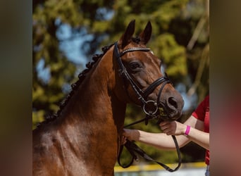 Duitse rijpony, Merrie, 20 Jaar, 142 cm, Donkerbruin
