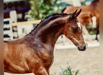 Duitse rijpony, Merrie, 20 Jaar, 142 cm, Donkerbruin