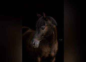 Duitse rijpony, Merrie, 20 Jaar, 144 cm, Donkerbruin