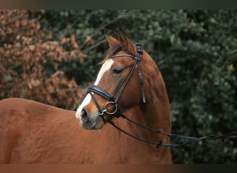 Duitse rijpony, Merrie, 20 Jaar, 146 cm, Vos