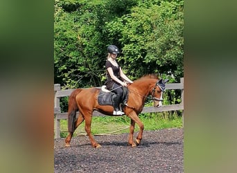 Duitse rijpony, Merrie, 22 Jaar, 136 cm, Vos