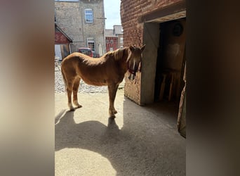 Duitse rijpony, Merrie, 24 Jaar, 138 cm, Vos