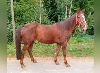 Duitse rijpony, Merrie, 28 Jaar, 147 cm, Vos