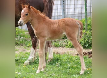 Duitse rijpony, Merrie, 2 Jaar, 125 cm, kan schimmel zijn