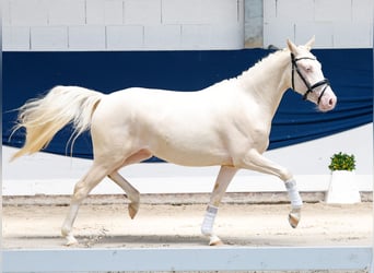 Duitse rijpony, Merrie, 2 Jaar, 136 cm, Cremello