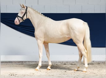 Duitse rijpony, Merrie, 2 Jaar, 136 cm, Cremello