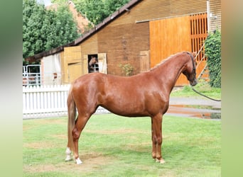 Duitse rijpony, Merrie, 2 Jaar, 136 cm, Donkere-vos