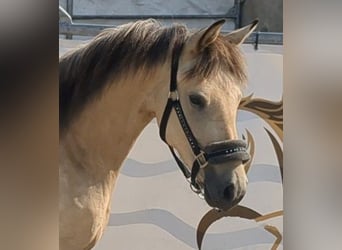Duitse rijpony, Merrie, 2 Jaar, 140 cm, Buckskin