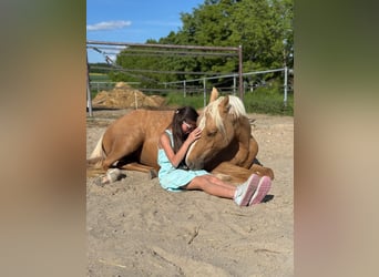 Duitse rijpony, Merrie, 2 Jaar, 140 cm, Falbe