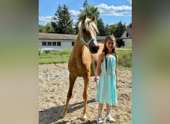Duitse rijpony, Merrie, 2 Jaar, 140 cm, Falbe