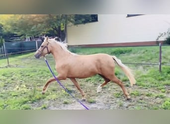 Duitse rijpony, Merrie, 2 Jaar, 140 cm, Falbe