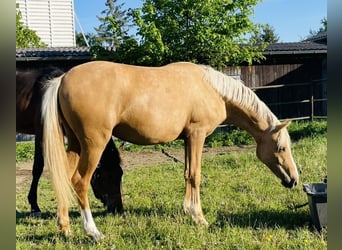 Duitse rijpony, Merrie, 2 Jaar, 140 cm, Falbe