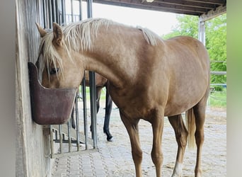 Duitse rijpony, Merrie, 2 Jaar, 140 cm, Falbe