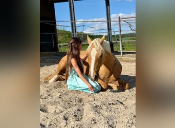 Duitse rijpony, Merrie, 2 Jaar, 140 cm, Falbe